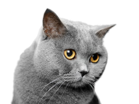British shorthair cat portrait