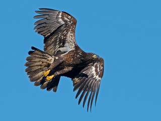 Juvenile Bald Eagle in Flight
