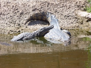Crocodiles du Nil au maroc