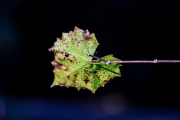 Motled isolated  Leaf