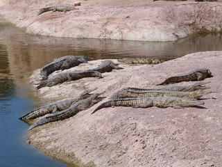 Crocodiles du Nil au maroc