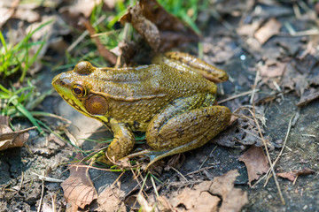 Frog in the wild - 178587448