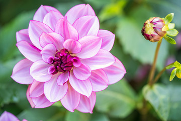 Pink Flower Closeup - 178587479