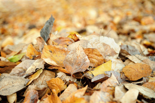 Colorful dry leaves on the ground in autumn forest.