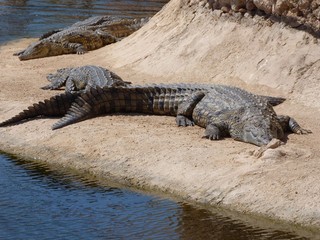 Crocodiles du Nil au maroc