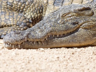 Fototapeta premium Crocodiles du Nil au maroc