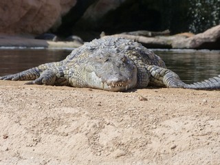 Fototapeta premium Crocodiles du Nil au maroc