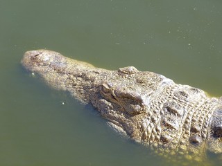 Fototapeta premium Crocodiles du Nil au maroc