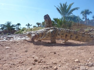 crocodiles du nil au Maroc