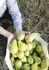 harvest of large green juicy pears in early autumn