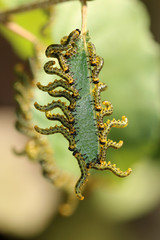 Craesus septentrionalis