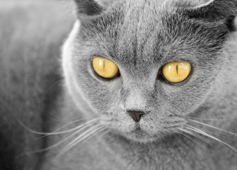 British shorthair cat portrait