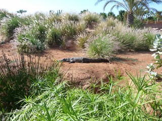 crocodiles du nil au Maroc