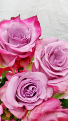 Fototapeta premium Kwiat róży