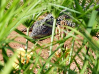 crocodiles du nil au Maroc