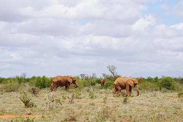 Naklejka na ściany i meble Elefanten im Tsavo Ost Kenia