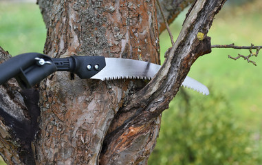 Apfelbaum verschneiden