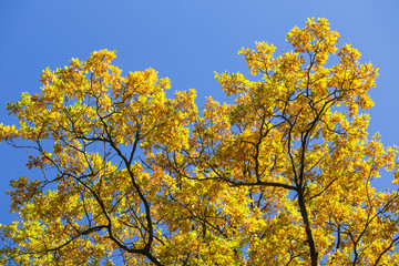 Colorful foliage in the autumn park and blue sky background