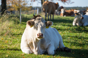 Big butt cows laying and resting on a green grass.