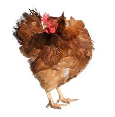 Adult brown chicken isolated on white background