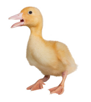 The small yellow duckling isolated on a white background. Weekly duck.