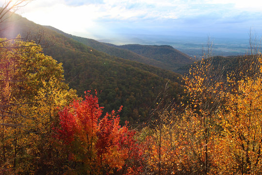 A mountain landscape with colorful trees in the fall. A view in the evening from Skyline Drive in Shenandoah National Park, Virginia.