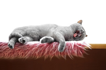 British shorthair cat lying on window ledge and yawning.