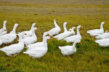Gooses in a typical Icelandic landscape, a wild nature of rocks and shrubs, rivers and lakes.