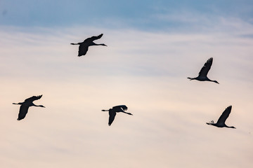 Kraniche im morgengrau