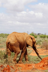 Fototapeta na wymiar Elefanten im Tsavo Ost Kenia