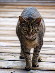 Obraz premium Pet Cat on Boardwalk