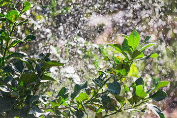 spray of water from a springer on a leaves of mandarin tree illuminated by the sun light, tropic and watering concept