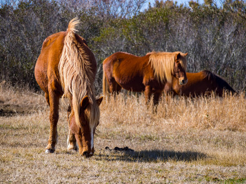 Assateague Ponies