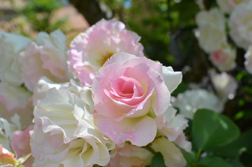薔薇