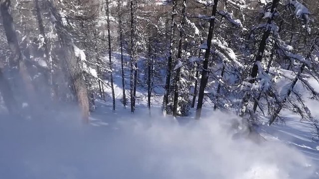 ski freeride forest