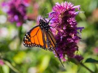 Monarch Butterfly on Flower