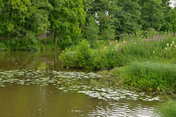 Overgrown pond in park. Vantaa, Finland