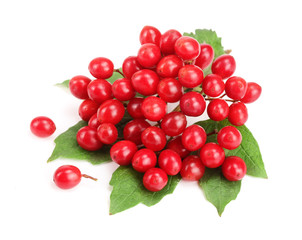 Viburnum berries with leaves isolated on white background