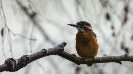 Kingfisher waiting for some fish
