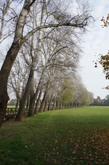 Obraz premium Baumallee im Herbst