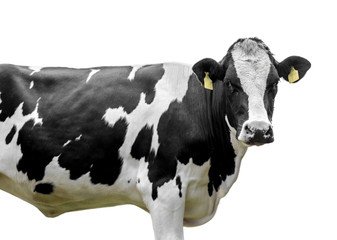 cow isolated on white