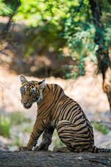 A tiger rcub from Ranthambore National Park, India