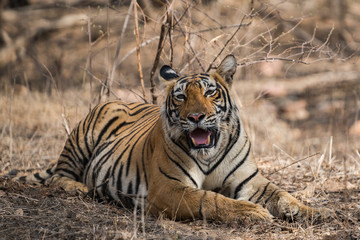 Fototapeta premium Tigress From Ranthambore National Park, India