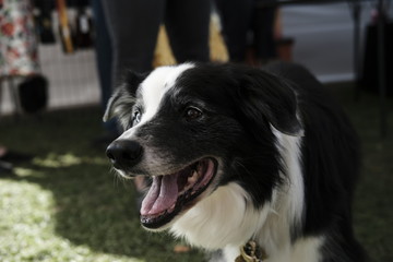 Border Collie 5