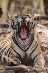 Tigress From Ranthambore National Park, India