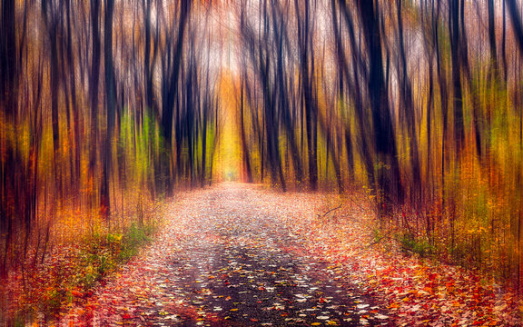 Fototapeta The road through the magic forest