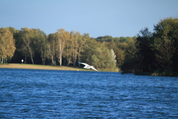 Möwe gleitet durch die Luft über dem See