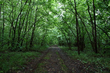 Obraz premium Green corridor