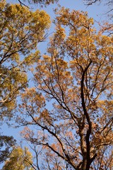 Tree, Virginia Beach, botanical garden, autumn