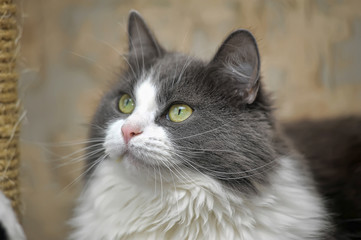 fluffy gray with white cat portrait